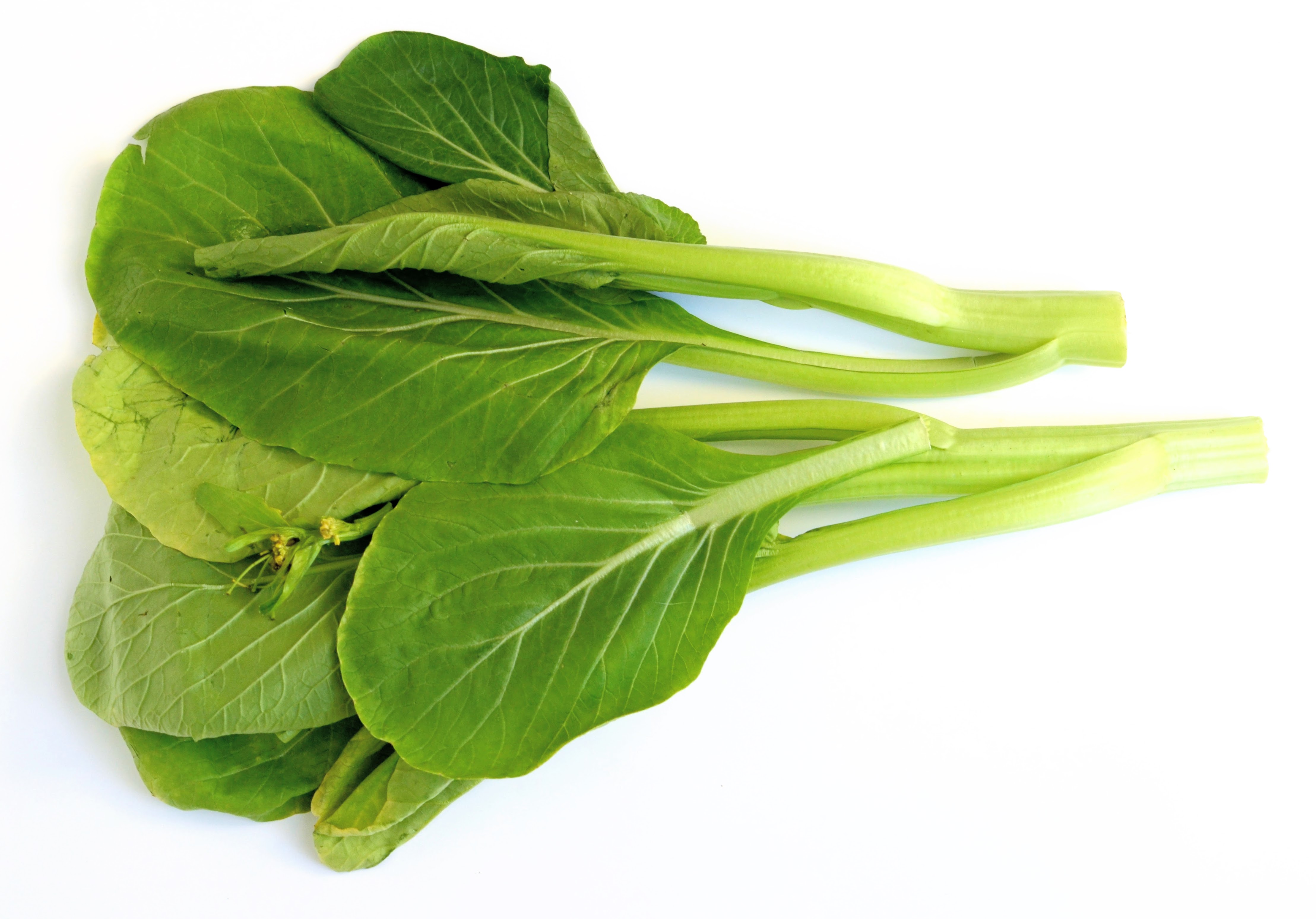 you choy sum you choy sum