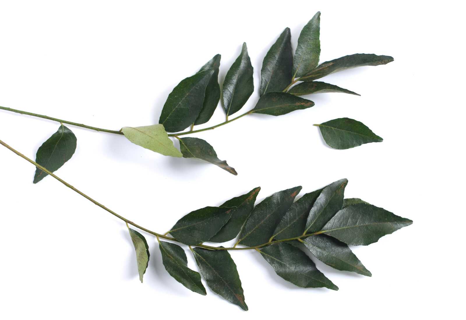 Graines De Plante à Feuilles De Curry - Lot De 100 Graines Vertes - Facile à Cultiver En Intérieur Ou Extérieur